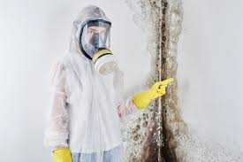 Best Mold Removal for HVAC Installations  in Willmar, MN